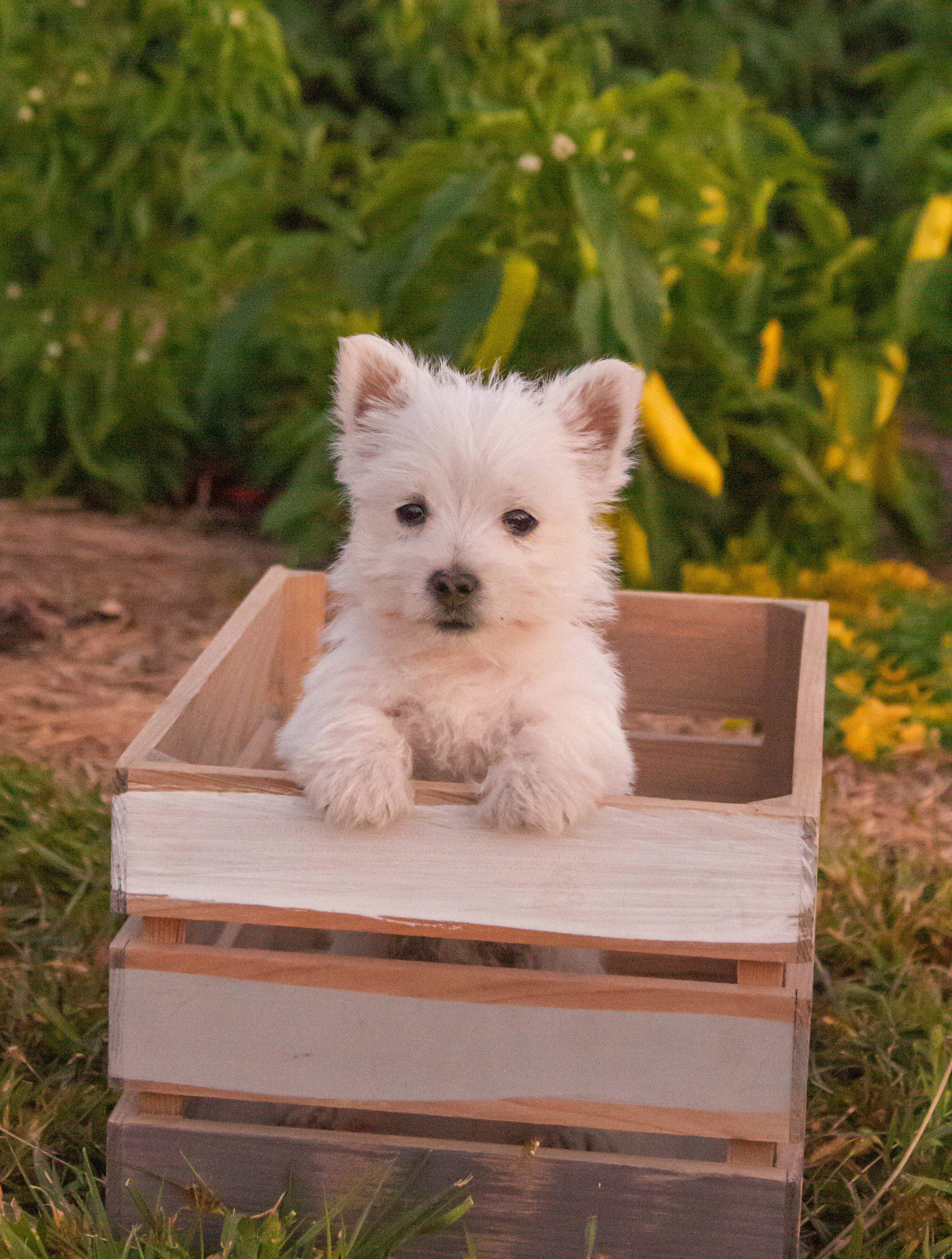 puppy, for, sale, West Highland White Terrier, Amos B. King, dog, breeder, Romney, WV, dog-breeder, puppy-for-sale, forsale, nearby, find, puppyfind, locator, puppylocator, aca